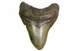 Serrated, Fossil Megalodon Tooth - South Carolina #149417-1